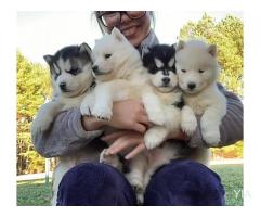 hermosos cachorros de husky disponibles para adopción.