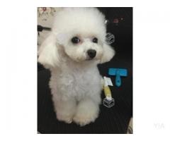 Hermosos Poodle Microtoy