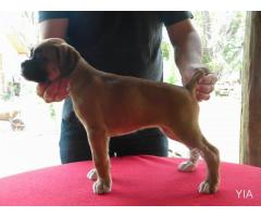 Lindos Cachorros Boxer 1 mes y medio