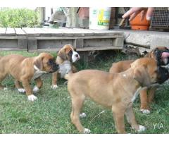 Lindos Cachorros Boxer 1 mes y medio