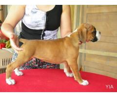 Lindos Cachorros Boxer 1 mes y medio