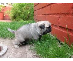 Pug Macho entrega en Navidad