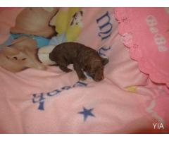 Bellos Poodle Microtoy Rojo y chocolate