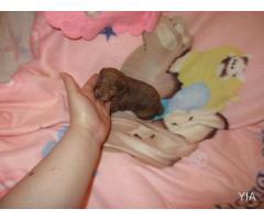 Bellos Poodle Microtoy Rojo y chocolate