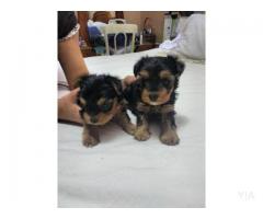 Hermosos cachorros yorkshire hembra