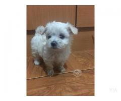 Cachorros Bichon Maltes max 25 cm