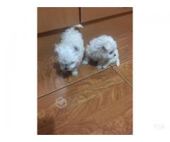 Cachorros Bichon Maltes max 25 cm