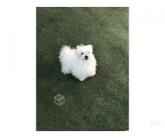 Cachorros Bichon Maltes max 25 cm