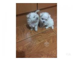 Cachorros Bichon Maltes max 25 cm