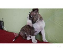 Bull terrier miniatura