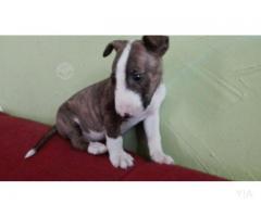 Bull terrier miniatura