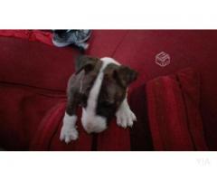 Bull terrier miniatura