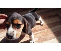 hermosos beagle