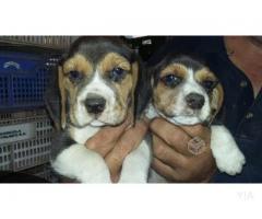 hermosos beagle