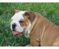 Hermoso Cachorro bulldog ingles, inscrito 6 meses