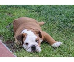 Hermoso Cachorro bulldog ingles, inscrito 6 meses