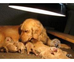 Cachorros Golden Retriever, Madre inscrita