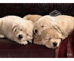 Cachorros Golden Retriever, Madre inscrita