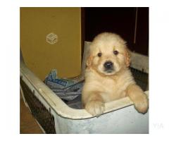 Cachorros Golden Retriever, Madre inscrita