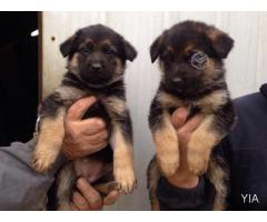 Cachorros pastor aleman, madre inscrita