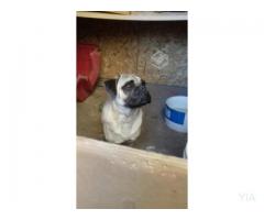 Perro pug