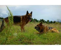 Cachorros Pastores Alemánes Legitimos