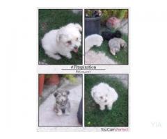 Perros poodle micro toy