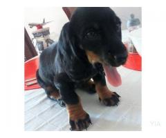 Daschund (perros salchichas)