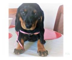 Daschund (perros salchichas)