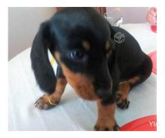 Daschund (perros salchichas)