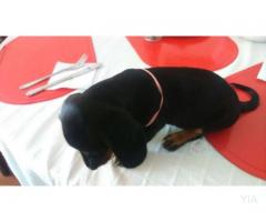 Daschund (perros salchichas)