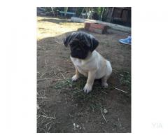 Perro pug