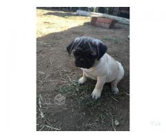 Perro pug