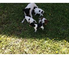 Cachorros Fox Terrier Chileno