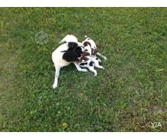 Cachorros Fox Terrier Chileno