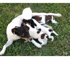 Cachorros Fox Terrier Chileno