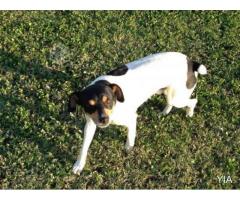 Cachorros Fox Terrier Chileno