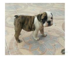 Bulldog Ingles Inscritos con facilidades