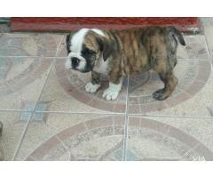 Bulldog Ingles Inscritos con facilidades