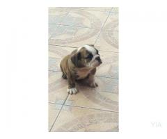 Bulldog Ingles Inscritos con facilidades