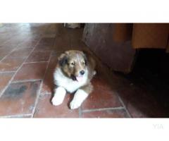 Finos Cachorros Collie