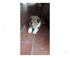 Finos Cachorros Collie