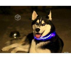 Collar de perro con luz led marca Halo (ROJO)