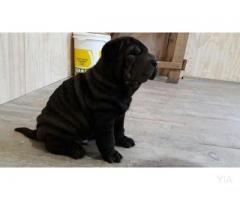 cachorro Shar pei