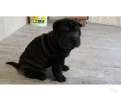 cachorro Shar pei