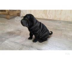 cachorro Shar pei