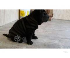 cachorro Shar pei