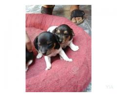 Cachorros Fox Terrier Chileno