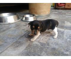 Cachorros Fox Terrier Chileno