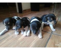 Cachorros Fox Terrier Chileno